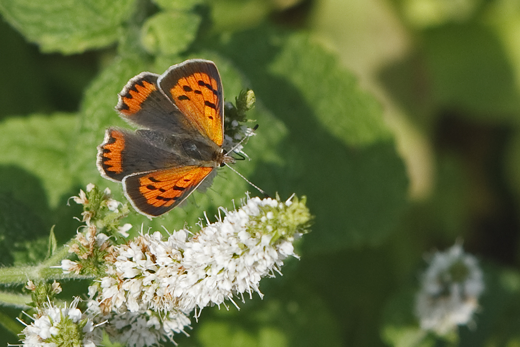 Lycaeana phlaeas Small copper Kleine vuurvlinder